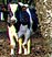 Cow Calving Cameras