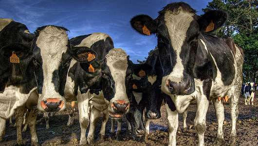 Calving Kits