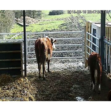 High Resolution Cow Calving Camera over O2 3G